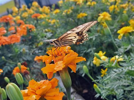 アゲハチョウ1 アゲハチョウ1 雫,滴,森の写真素材