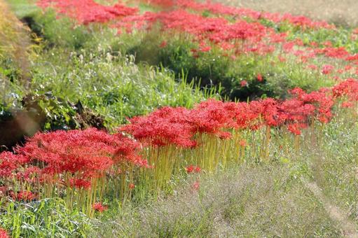 あぜ道に咲く彼岸花 ヒガンバナ,田園,風景の写真素材