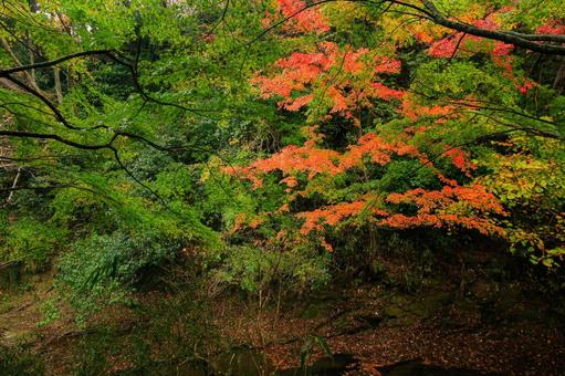 養老渓谷 養老渓谷,筒森もみじ谷,紅葉の写真素材