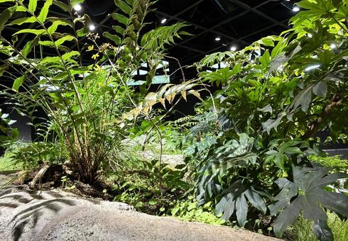 ジャングル　インテリア ジャングル,癒し,インテリアの写真素材