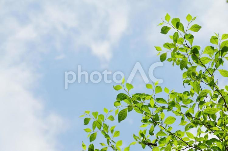 新緑　鮮やかな緑 新緑,爽やか,緑色の写真素材