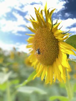向日葵 向日葵,夏,ひまわりの写真素材