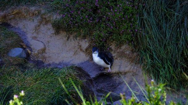 小さなブルーペンギン 小さなブルーペンギンの写真