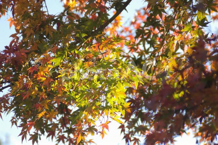 光が差し込むモミジの枝 紅葉,モミジ,もみじの写真素材