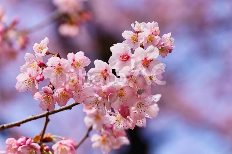 咲き誇る桜 新春,入学式,卒業式の写真素材