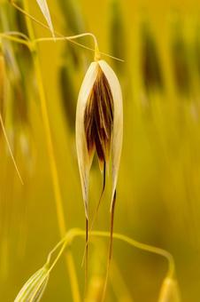 野原に生えるカラスムギの種の写真