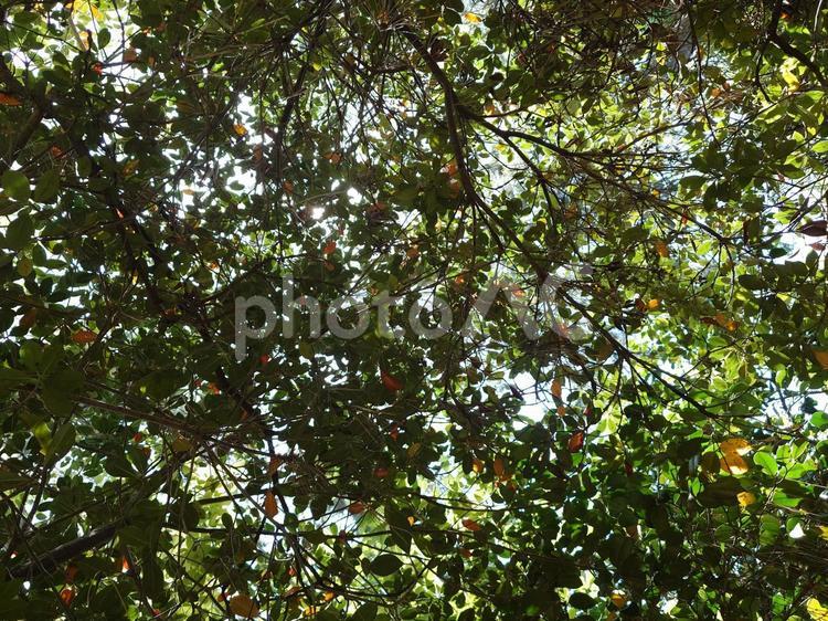 木漏れ日 木漏れ日,緑,空の写真素材