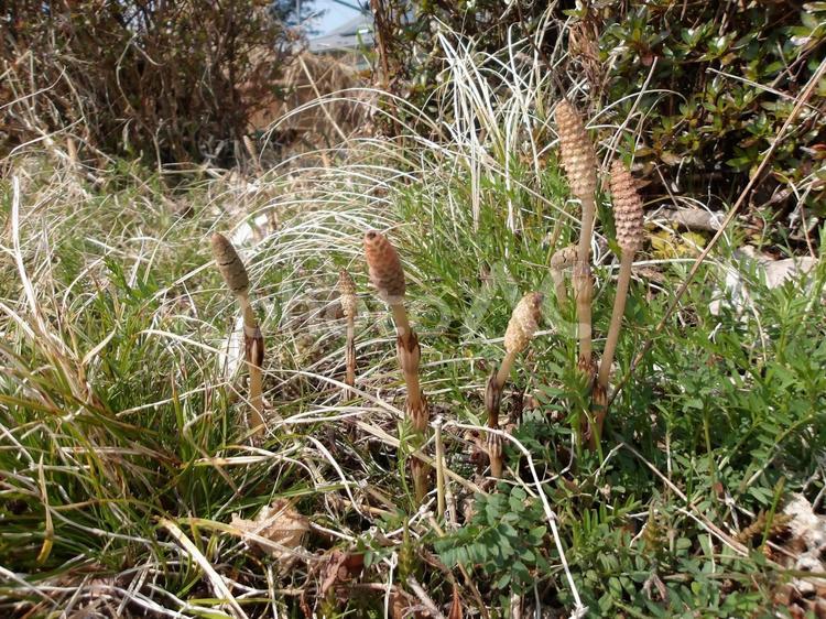 可愛いつくし　春が来ました つくし,草むら,雑草の写真素材
