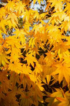 北海道　大沼国定公園　秋の風景 北海道,大沼,函館の写真素材