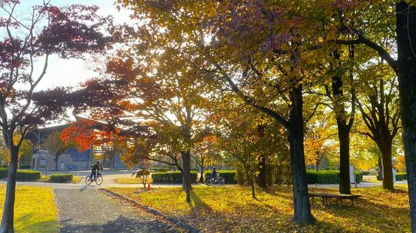 紅葉の北部公園（金沢） 紅葉,秋,公園の写真素材