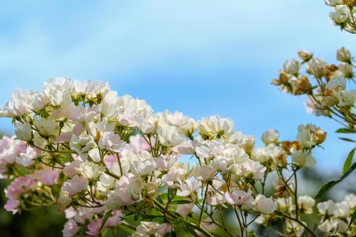 青空の下で咲き誇る白い薔薇の花房 青空の下で咲き誇る白い薔薇の花房 薔薇,花,白の写真素材