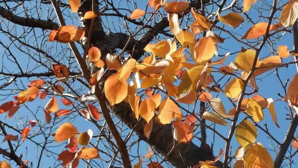 紅葉 秋,葉,枝の写真素材