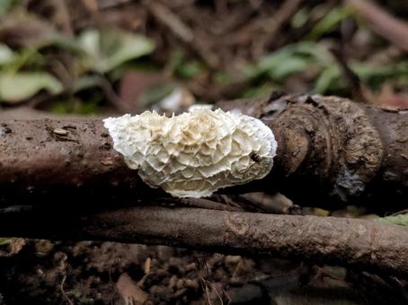 Kushiyashiwa Mushroom, JPG