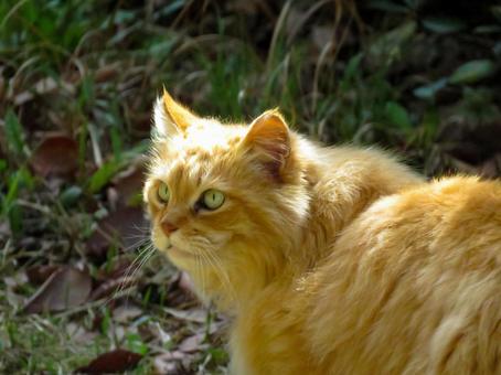 後ろを警戒している長毛の猫 後ろを警戒している長毛の猫 猫,動物,かわいいの写真素材