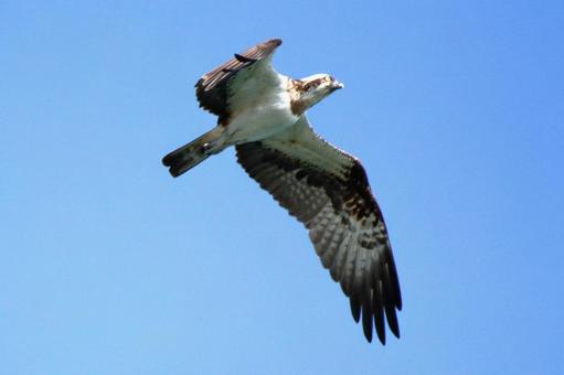 青空を飛翔するミサゴ 青空を飛翔するミサゴの写真