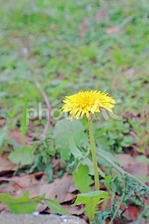 たんぽぽ1 花,花びら,植物の写真素材