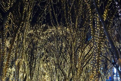 イルミネーションの並木道 イルミネーション,ライトアップ,光の写真素材