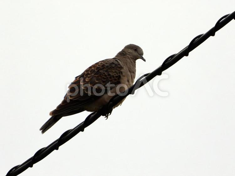 電線にとまるキジバト 鳥,野鳥,キジバトの写真素材