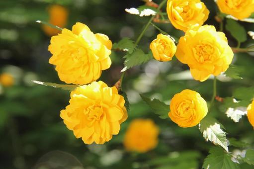 ヤマブキ・山吹の咲く風景 ヤマブキ,古来,愛の写真素材