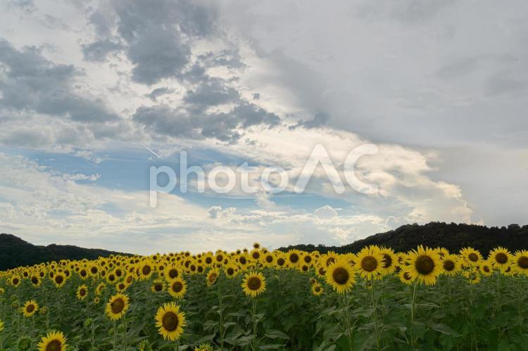 益子町のひまわり畑 夏の花,夏のイメージ,ヒマワリの写真素材