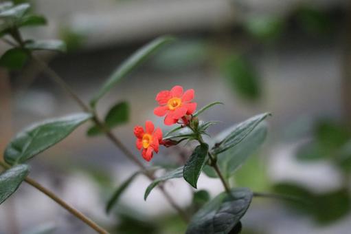 枝先のオレンジ色のベニマツリの花のアップ 枝先,オレンジ色,ベニマツリの写真素材