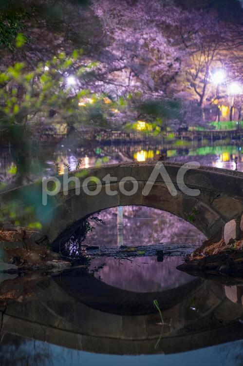 井の頭恩賜公園（井の頭公園）の夜桜 夜桜,井の頭公園,井の頭恩賜公園の写真素材