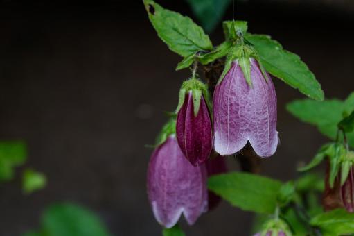 Bell-shaped bellflower flower 01, JPG