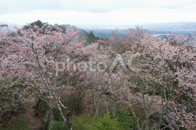 吉野山の山桜 吉野山,山桜,シロヤマザクラの写真素材