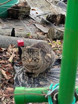 猫ちゃん 猫ちゃんの写真