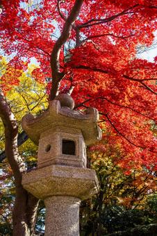もみじ公園の秋⒀ 秋,紅葉,モミジの写真素材