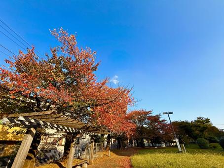 紅葉の木々と公園とブルースカイ 青空,空,ブルースカイの写真素材