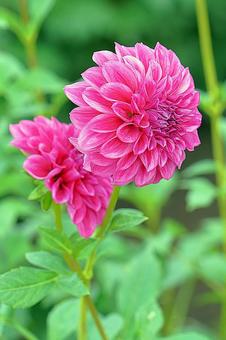 宝塚ダリア園秋ダリア23　ピンクハッピーの写真