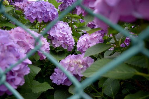 柵越しの紫陽花 柵越しの紫陽花 紫陽花,梅雨,紫の写真素材