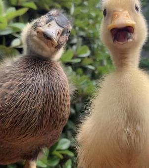 Duck Brothers, JPG Duck Brothers, JPG