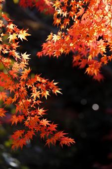 晩秋の紅葉① 紅葉,オレンジ,秋の写真素材