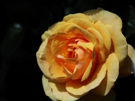 オレンジ色の薔薇 オレンジ色の薔薇 薔薇,きれい,オレンジ色の写真素材