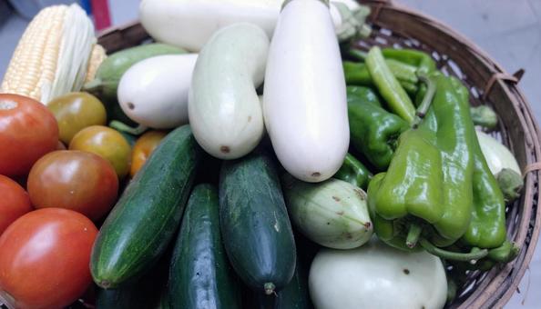 カゴに盛った夏野菜 カゴに盛った夏野菜の写真
