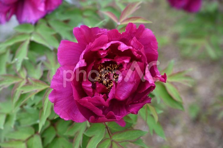 色違いのボタンの花 牡丹,鮮やか,美しいの写真素材