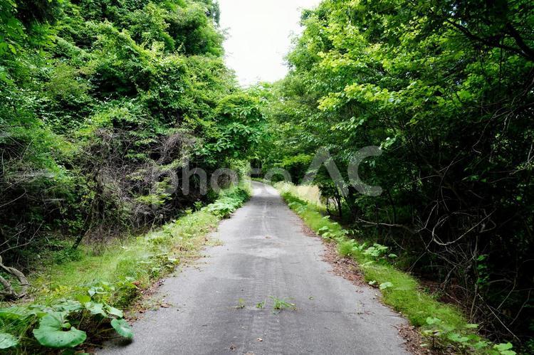 奥の細道 道,森,木の写真素材