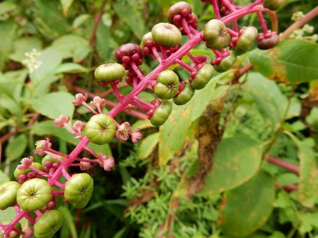 【植物写真】ヨウシュヤマゴボウ 【植物写真】ヨウシュヤマゴボウの写真