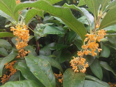 金木犀:左右の花 金木犀:左右の花 キンモクセイ,巌桂,桂花の写真素材
