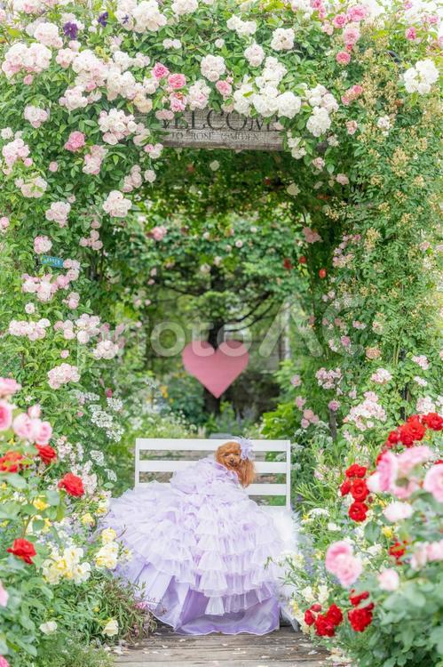 薔薇とドレスを着たトイプードル トイプードル,トイプー,ドレスの写真素材