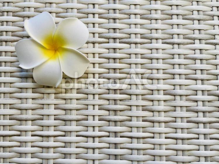 プルメリア プルメリア,自然,夏の写真素材