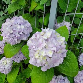 紫陽花 紫陽花の写真