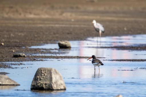 ミヤコドリ⒄の写真