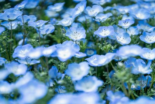 ネモフィラの群生 ネモフィラの群生 ネモフィラ,花,植物の写真素材
