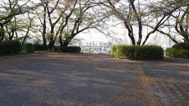桜の散る道 桜の散る道 木漏れ日,山道,道路の写真素材