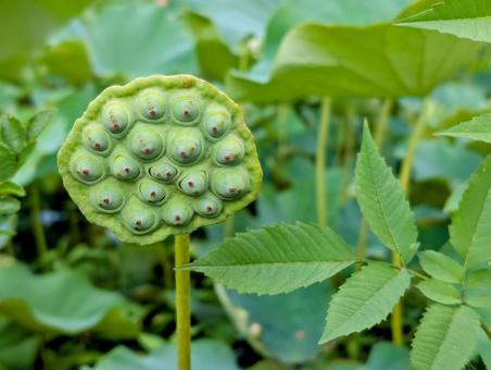 蓮の花の花托 蓮の花の花托 蓮,花托,かたくの写真素材