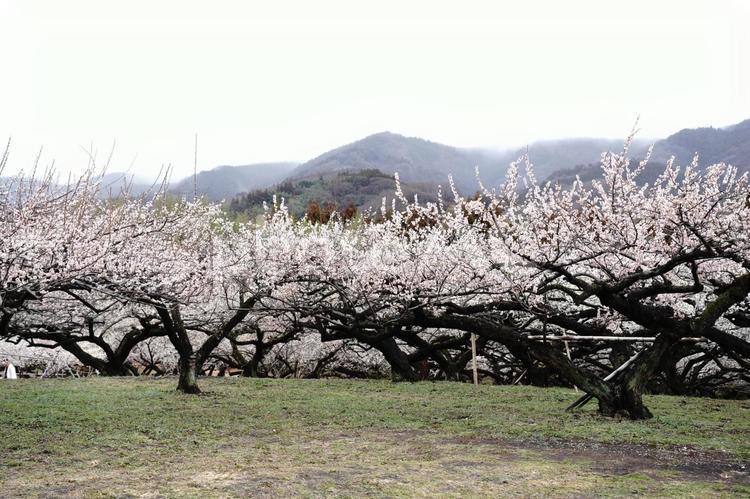 秋間梅林に咲き誇る梅　群馬県安中市 梅,春の花,春の訪れの写真素材