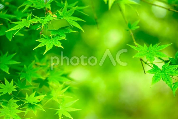 ＜素材＞春先の青いモミジの葉 紅葉,モミジ,イロハモミジの写真素材